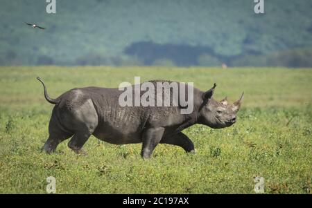 Un rhinocéros noir adulte traversant les plaines du cratère de Ngorongoro en Tanzanie Banque D'Images