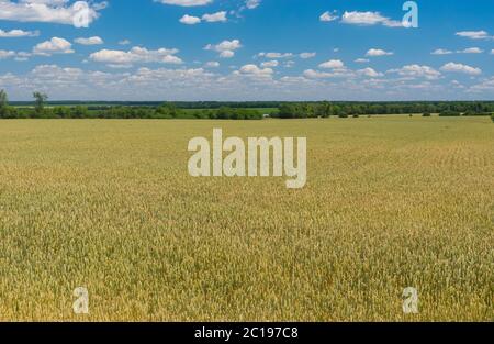 Paysage de juin avec champ agricole avec blé non mûr près de Dnipro ville, Ukraine Banque D'Images