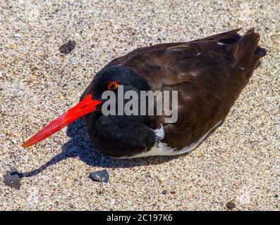 Oiseau appelé Oystercatcher américain (Haematopus palliatus) dans une plage de sable Banque D'Images