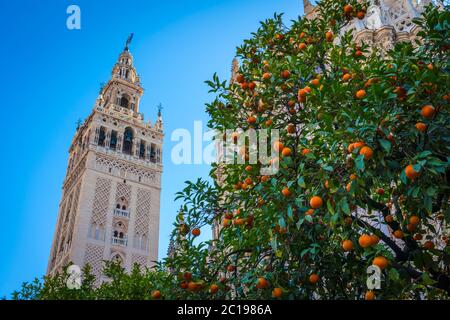 Giralda et cour arborée d'orangers, c'est le nom donné au clocher de la cathédrale Santa Maria de la Sede de la ville de Séville, en Andalousie Banque D'Images