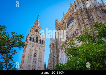 Giralda et cour arborée d'orangers, c'est le nom donné au clocher de la cathédrale Santa Maria de la Sede de la ville de Séville, en Andalousie Banque D'Images