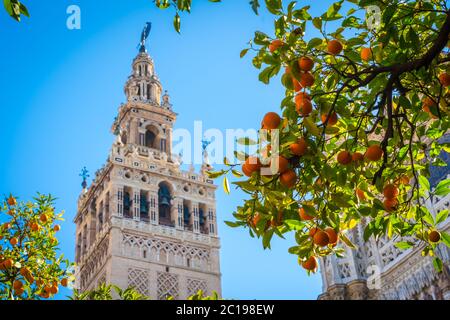 Giralda et cour arborée d'orangers, c'est le nom donné au clocher de la cathédrale Santa Maria de la Sede de la ville de Séville, en Andalousie Banque D'Images