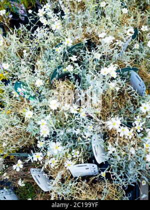 Fleurs de jardin Cerastium tométosum ou neige en été à vendre dans un centre de jardin Banque D'Images