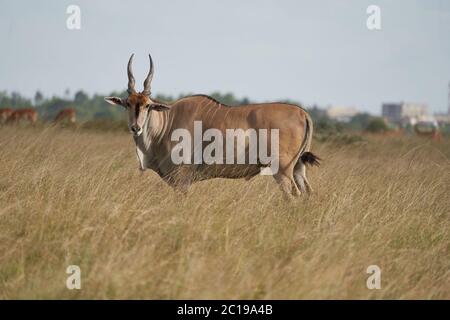 Terre commune Taurotragus oryx également connu sous le nom de pays du sud ou antilope de terre dans la savane et les plaines de l'Afrique de l'est