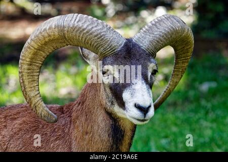 Mouflon européen (mâle) - Ovis orientalis musimon Banque D'Images