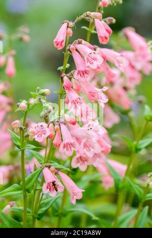 Fleurs roses, semblables à des renards de penstemon 'Hidcote Pink', langue de barbe 'Hidcote Pink' Banque D'Images