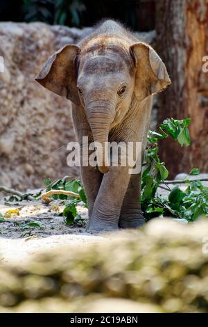 Éléphant asiatique de veau - Elepha maximus Banque D'Images