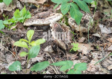 Le champignon du lait blanc pousse du sol dans la forêt Banque D'Images