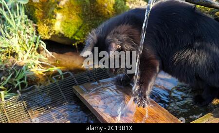 Le chat noir joue avec l'eau qui coule de la source. Banque D'Images