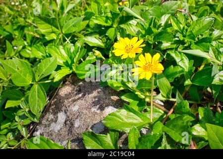 Fleurs isolées de wedelia, sphatticola trilobata, avec fond vert flou Banque D'Images