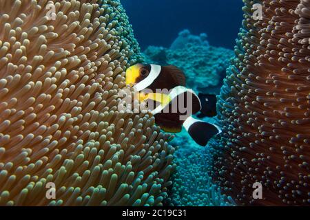 Clownfish Amphiprion chrysogaster mauricienne - Banque D'Images