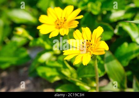Fleurs isolées de wedelia, sphatticola trilobata, avec fond vert flou Banque D'Images