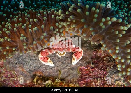 Crabe en porcelaine - Neopetrolisthes macule Banque D'Images