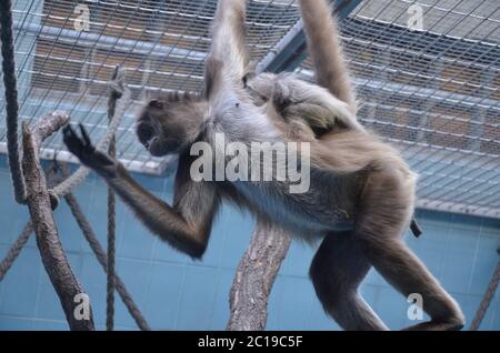 Femme Howler Monkey, zoo de Francfort Banque D'Images