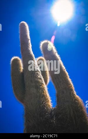 Seul cactus poussant sur un pampa en Bolivie Banque D'Images