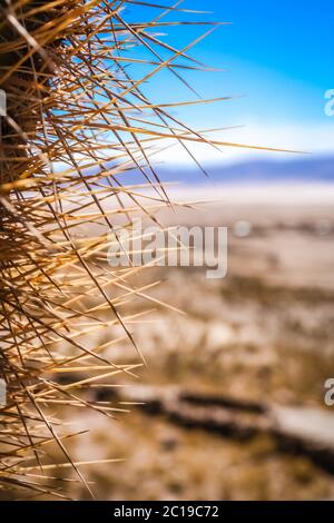 Close up of sharp cactus thorns Banque D'Images
