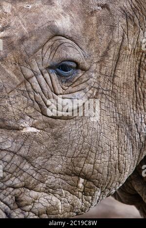 Rhinocéros blanc du Sud / Sud de square-lipped rhinoceros - Ceratotherium simum simum Banque D'Images