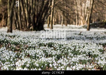 Un bois couvert de gouttes de neige fleuries. Welford Park, près de Newbury, Berkshire. Banque D'Images