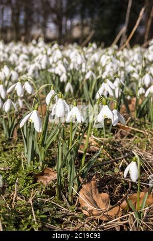 Vue verticale sur les chutes de neige fleurissant dans une clairière de bois. Welford Park près de Newbury, Berkshire. Banque D'Images