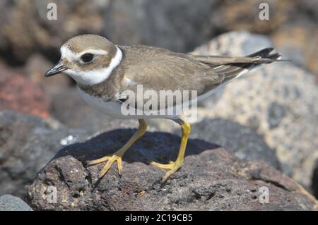 Gravelot adultes d'oiseaux d'eau Banque D'Images