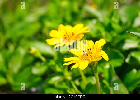Fleurs isolées de wedelia, sphatticola trilobata, avec fond vert flou Banque D'Images