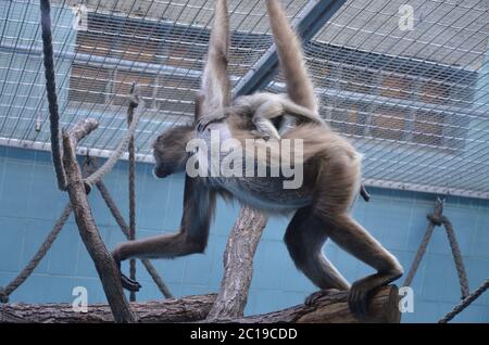 Femme Howler Monkey, zoo de Francfort Banque D'Images