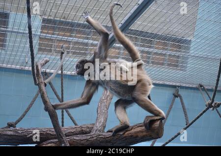 Femme Howler Monkey, zoo de Francfort Banque D'Images