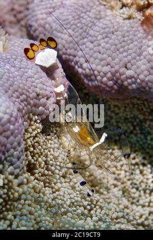 De magnifiques crevettes (ou en verre) - Crevettes Anémone Periclimenes brevicarpalis Banque D'Images