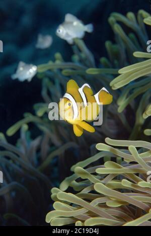 Clownfish Amphiprion mauricienne pour mineurs - chrysogaster Banque D'Images