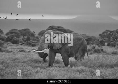 Éléphant Big Tucker énorme Amboseli - Big Five Safari -bébé éléphant de brousse africain Loxodonta africana Noir et blanc Banque D'Images