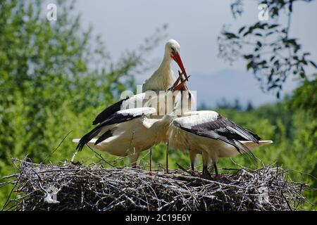 Ciconies blanches - Ciconia ciconia Banque D'Images