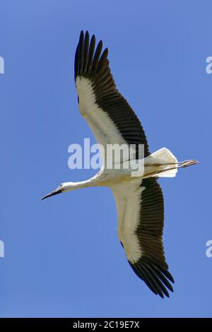 Cigogne Blanche - Ciconia ciconia Banque D'Images