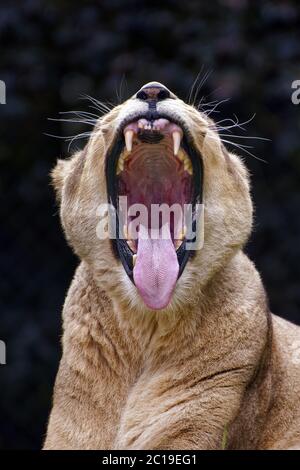 Lionne africaine - Panthera leo Banque D'Images