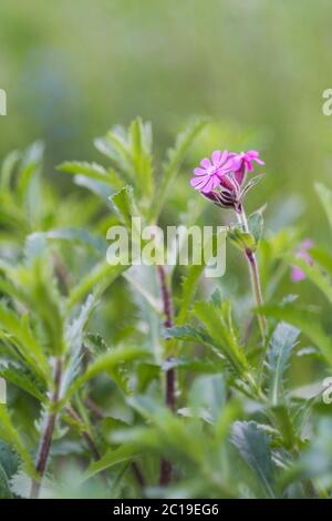 Les jolies fleurs délicates de la plante de Campion rouge. Silene dioica. Banque D'Images