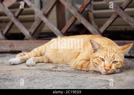 magnifique chat de couleur blanche et orange se trouve sur le béton gris près d'une porte en bois marron désuète et regarde autour de la vue Banque D'Images