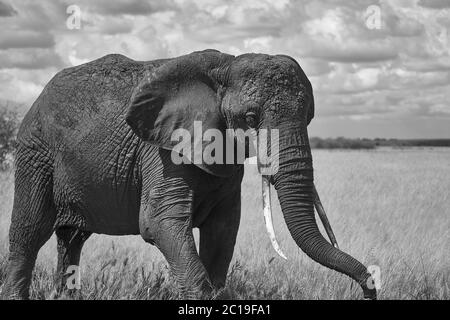 Éléphant Big Tucker énorme Amboseli - Big Five Safari -bébé éléphant de brousse africain Loxodonta africana Noir et blanc Banque D'Images