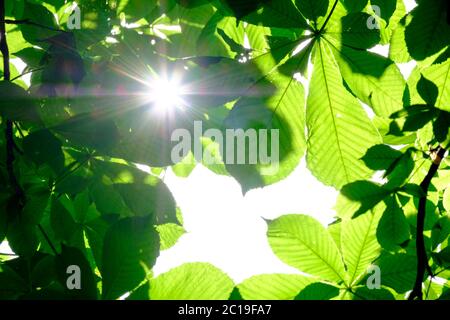 Attention sélective sur les feuilles vertes de châtaigne, formant un cadrage naturel. Mettre en évidence le soleil derrière les feuilles les rend translucides. Les rayons de Banque D'Images