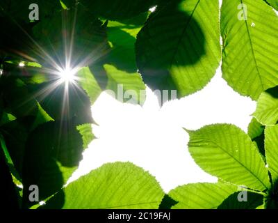 Attention sélective sur les feuilles vertes de châtaigne, formant un cadrage naturel. Mettre en évidence le soleil derrière les feuilles les rend translucides. Les rayons de Banque D'Images