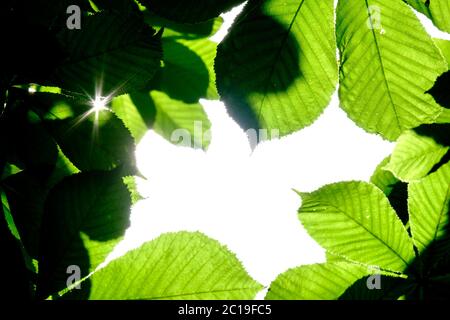 Attention sélective sur les feuilles vertes de châtaigne, formant un cadrage naturel. Mettre en évidence le soleil derrière les feuilles les rend translucides. Les rayons de Banque D'Images