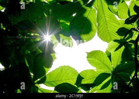 Attention sélective sur les feuilles vertes de châtaigne, formant un cadrage naturel. Mettre en évidence le soleil derrière les feuilles les rend translucides. Les rayons de Banque D'Images