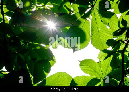 Attention sélective sur les feuilles vertes de châtaigne, formant un cadrage naturel. Mettre en évidence le soleil derrière les feuilles les rend translucides. Les rayons de Banque D'Images