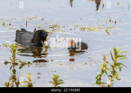 Foulque macroule avec un poussin dans l'eau Banque D'Images