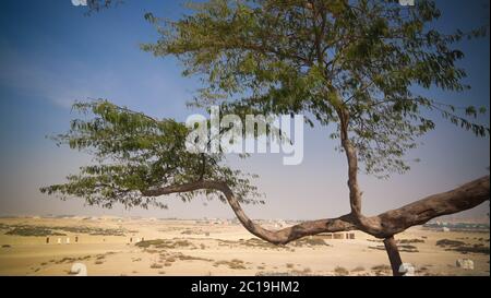 Arbre de vie légendaire, désert de bahreïn Banque D'Images