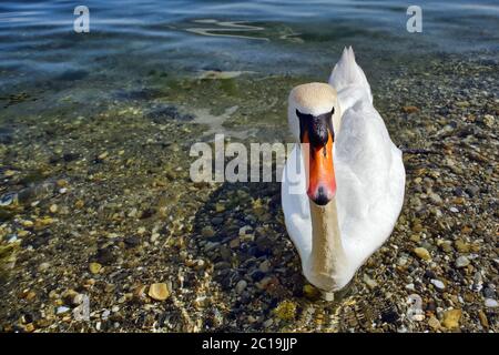 Cygne tuberculé - Cygnus olor Banque D'Images