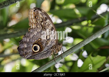 Papillon chouette (ou hibou géant des forêts) - Caligo eurilochus Banque D'Images
