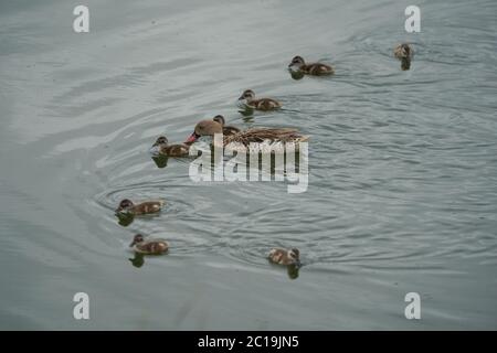 Cape teal Anas capensis long dabbling canard progéniture bébé Banque D'Images