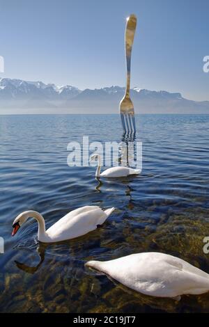 Swans muet - Cygnus color Banque D'Images