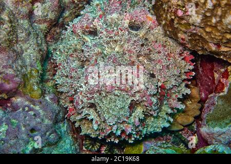 Stonefish - Synanceia verrucosa Banque D'Images