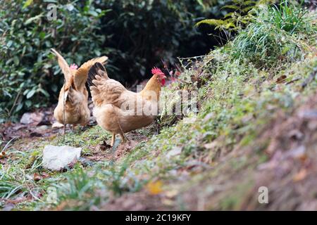poule au sol Banque D'Images