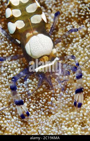 De magnifiques crevettes (ou en verre) - Crevettes Anémone Periclimenes brevicarpalis Banque D'Images